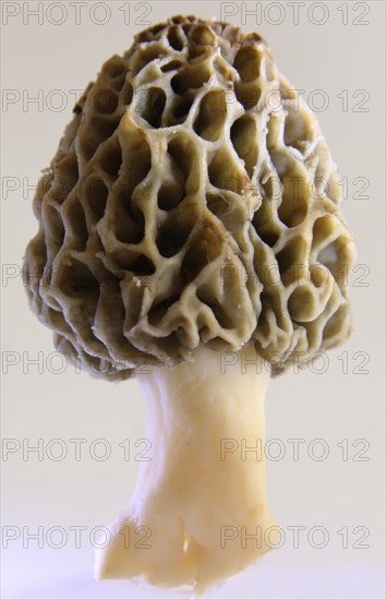 Edible morel exempted