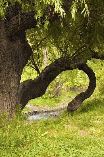 A weeping willow in Jena Paradies park at the site where the Leutra flows into the Saale, a weeping