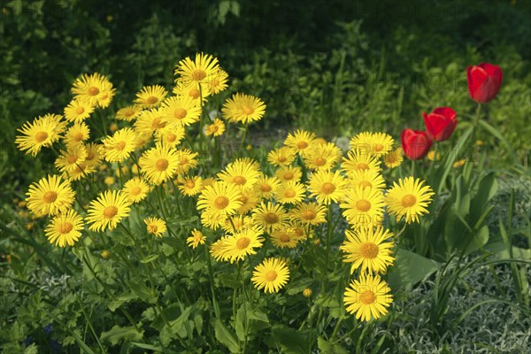 Doronicum yellow flowers in the garden in spring