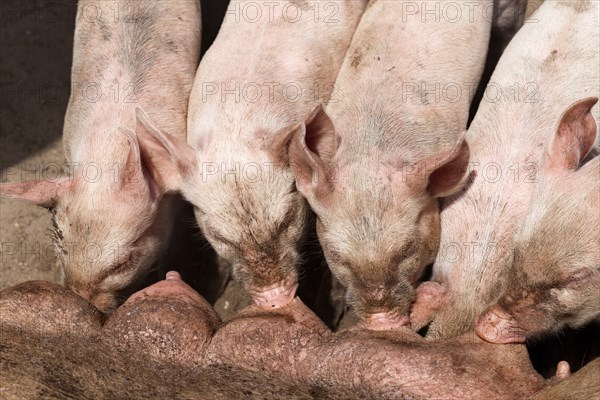 Piglets during silence at the teats of the big pig