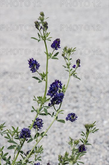 Alfalfa (Medicago sativa), Mecklenburg-Western Pomerania, Germany, Europe