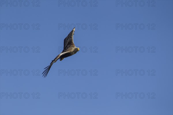 White tailed sea eagle (Haliaeetus albicilla) adult bird in flight, Isle of Mull, Scotland, United
