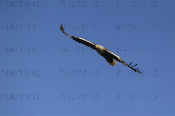 White tailed sea eagle (Haliaeetus albicilla) adult bird in flight, Isle of Mull, Scotland, United