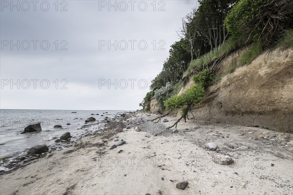 Steep coast, Poel Island, Mecklenburg-Western Pomerania, Germany, Europe