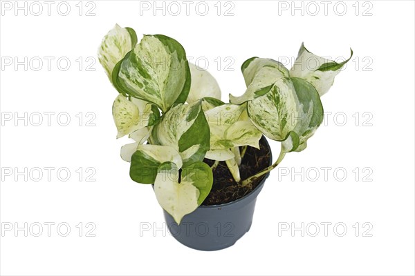 Exotic 'Epipremnum Aureum Manjula' pothos houseplant in flower pot on white background