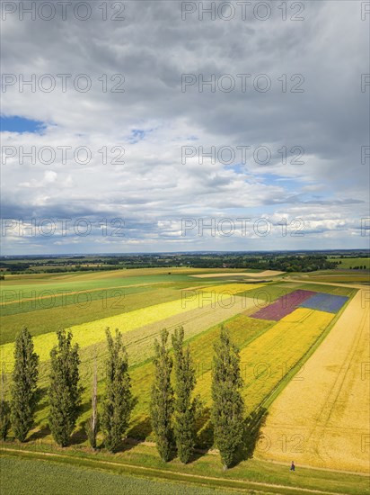 The Gert Harz farm near Lommatzsch propagates wild plants on a total of 70 hectares, Agriculture,