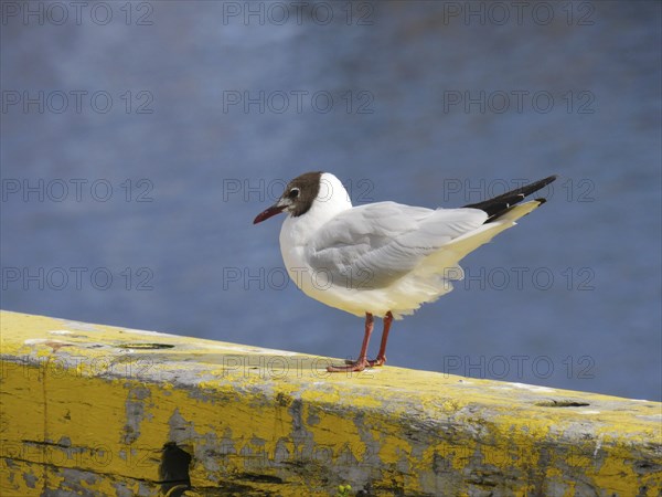 Black-headed Black-headed Gull