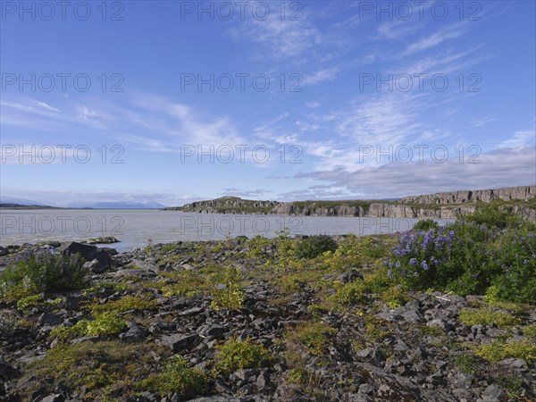 Lagarfljot is a lake and river in the east of Iceland near Egilsstadir in the municipality of