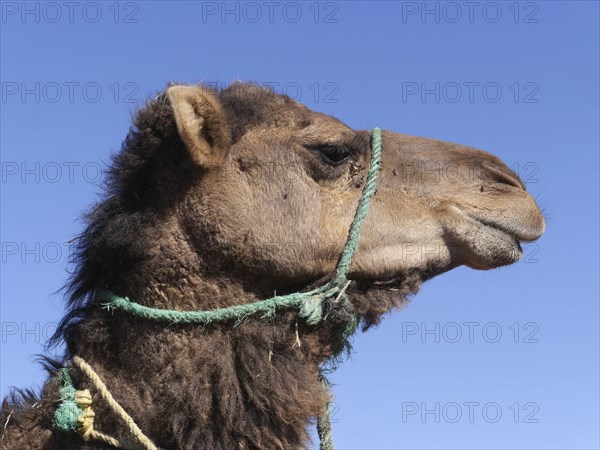 Dromedary