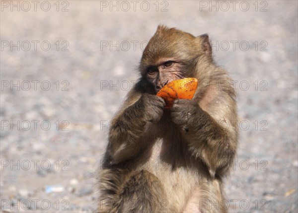 Barbary macaque in the Atlas Mountains in Morocco eating an orange
