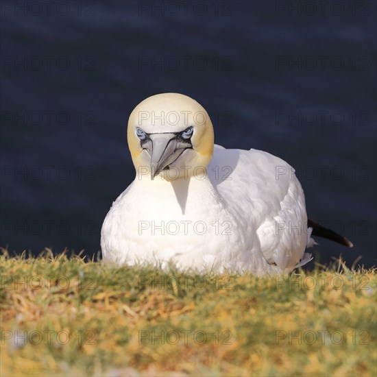 Northern gannet (Morus bassanus) adult bird looking over the edge of the cliff, animal portrait,