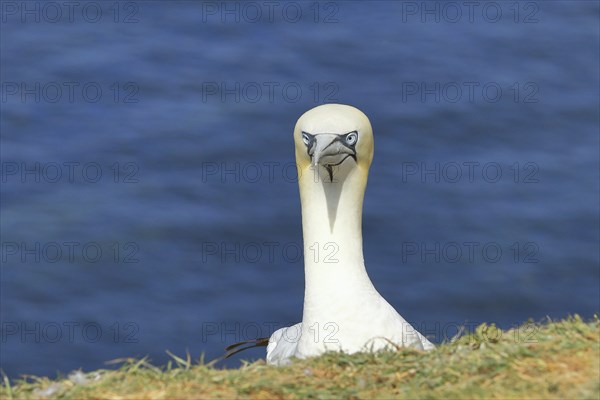 Northern gannet (Morus bassanus) adult bird looking over the edge of the cliff, animal portrait,