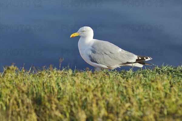 Lesser black-backed gull (Larus fuscus) adult bird on the edge of the cliff, Heligoland, Lower