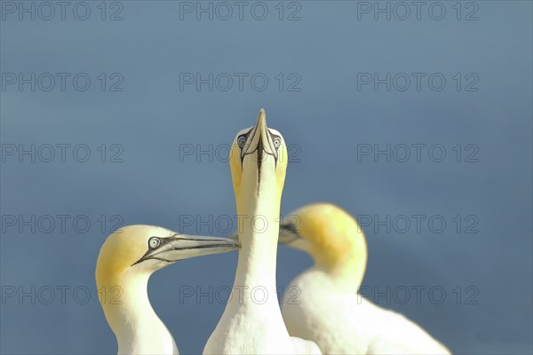 Northern gannet (Morus bassanus) looking for its mate, Heligoland, Lower Saxony, Germany, Europe