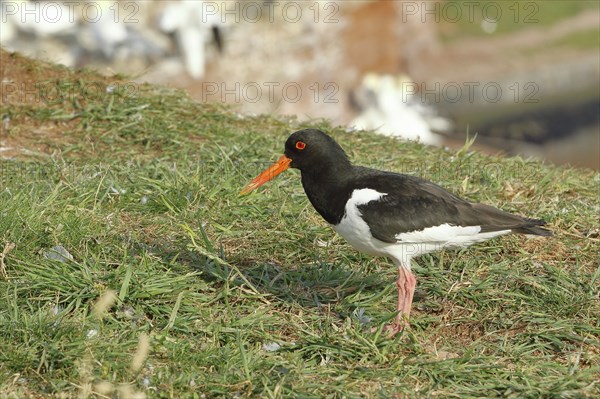 Oystercatcher (Haematopus ostralegus), adult bird on the edge of the cliff, Heligoland, Lower