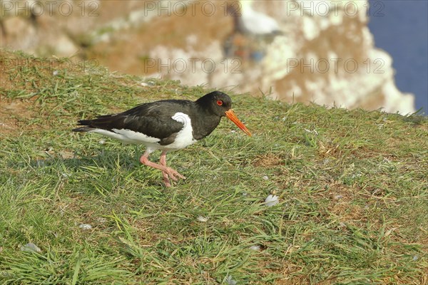 Oystercatcher (Haematopus ostralegus), on the edge of the cliff, Heligoland, Lower Saxony, Germany,