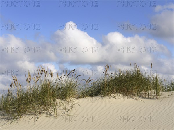 Marram grass on a dune on the North Sea island of Juist