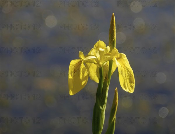 Swamp iris