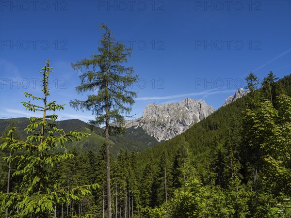 Forest landscape, mountain peak in the background, Admonter Kaibling, Gesäuse National Park,