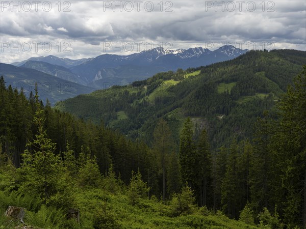 Forest landscape, mountain peak in the background, Rottenmanner Tauern, Styria, Austria, Europe