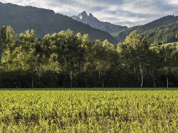 Field at the edge of the forest, behind the Admonter Reichenstein, near Gaishorn am See, Styria,