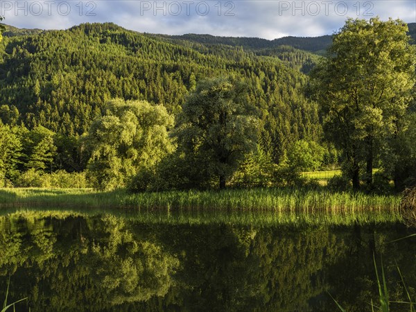 Forest by the lake, Gaishorner See in the evening light, Gaishorn am See, Paltental, Styria,