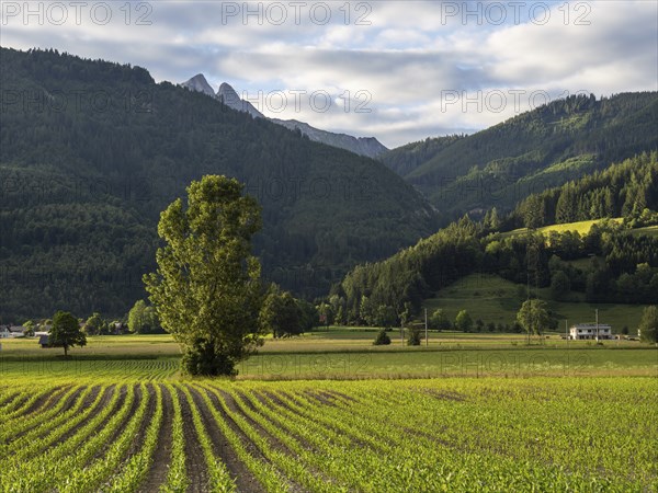 Field at the edge of the forest, behind the Admonter Reichenstein, near Gaishorn am See, Styria,