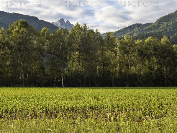 Field at the edge of the forest, behind the Admonter Reichenstein, near Gaishorn am See, Styria,