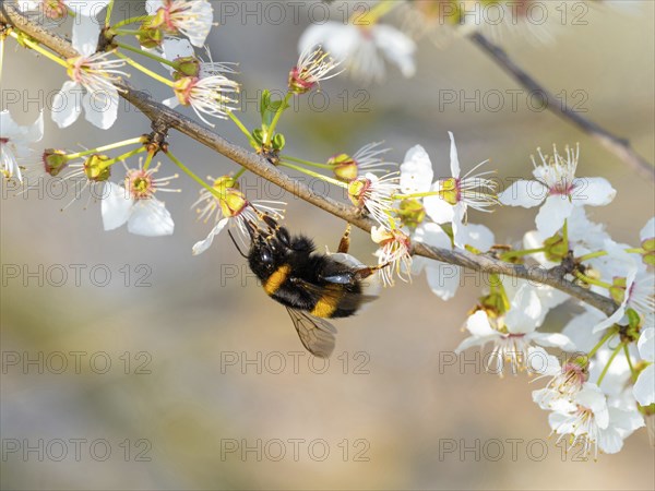 Large earth bumblebee (Bombus terrestris), bumblebee, insect, insect, macro, NSG Wagbachniederung,