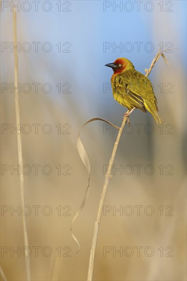 Cape weaver (Ploceus capensis), West Coast National Park, Langebaan, Western Cape, South Africa,