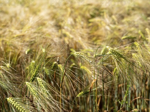 Cereal field, barley field, field with barley, Frohburg, Saxony, Germany, Europe