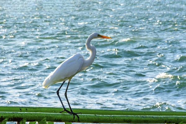 White heron perched in front of the sea in Ilhabela on a sunny day, Ilhabela, Sao Paulo, Brazil,