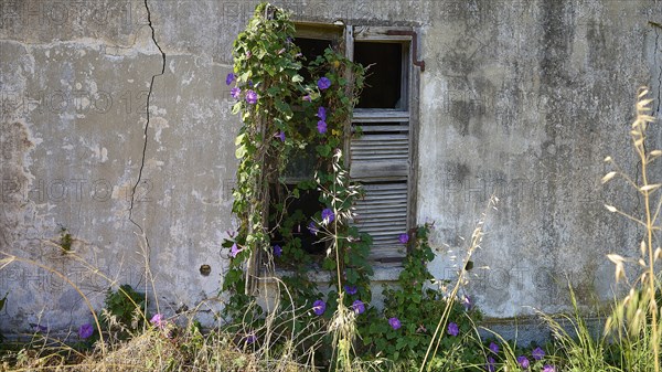 Window in a crumbling wall overgrown with ivy and purple flowers, feeling of abandonment and decay,