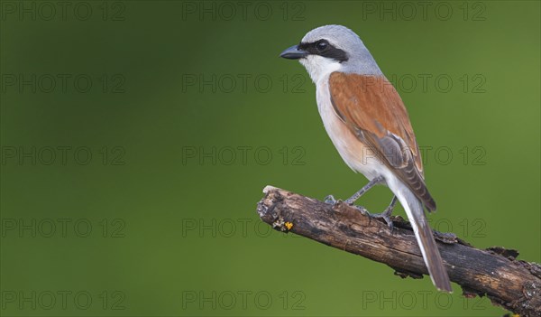 Red-backed shrike, red-backed shrike, thorn-backed shrike, family of shrikes, (Lanius collurio),