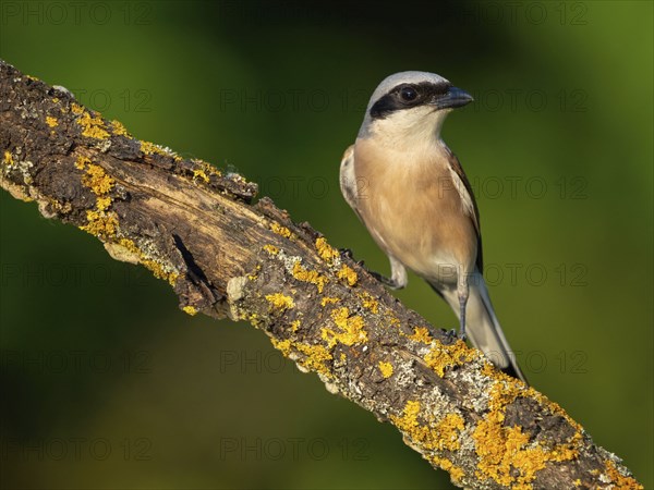 Red-backed shrike, red-backed shrike, thorn-backed shrike, family of shrikes, (Lanius collurio),