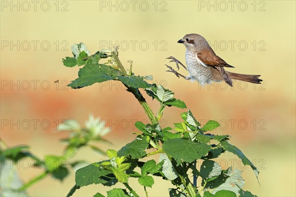 Red-backed shrike (Lanius collurio), female, approach, flight study, Hockenheim, Baden-Württemberg,