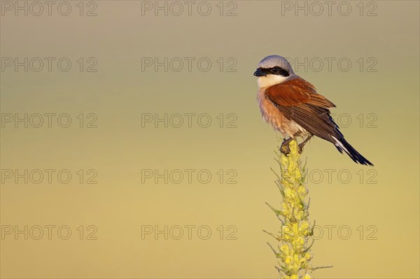 Red-backed shrike, red-backed shrike, thorn-backed shrike, family of shrikes, (Lanius collurio),