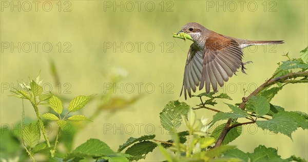 Red-backed shrike (Lanius collurio), female, departure photo, take-off, Hockenheim,