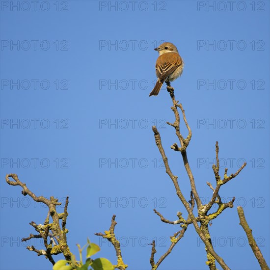 Red-backed shrike, red-backed shrike, thorn-backed shrike, family of shrikes, (Lanius collurio),