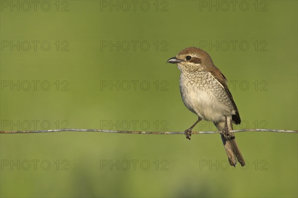 Red-backed shrike, red-backed shrike, thorn-backed shrike, family of shrikes, (Lanius collurio),
