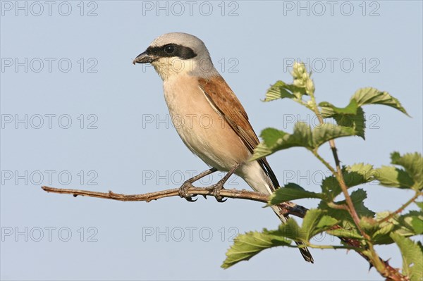 Red-backed shrike, red-backed shrike, thorn-backed shrike, family of shrikes, (Lanius collurio),