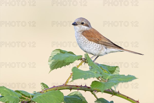 Red-backed shrike, red-backed shrike, thorn-backed shrike, family of shrikes, (Lanius collurio),