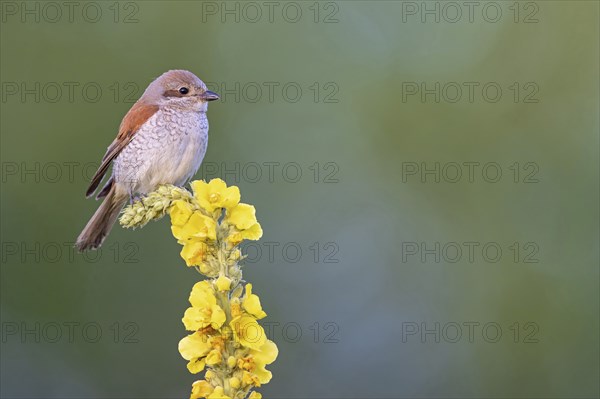 Red-backed shrike, red-backed shrike, thorn-backed shrike, family of shrikes, (Lanius collurio),