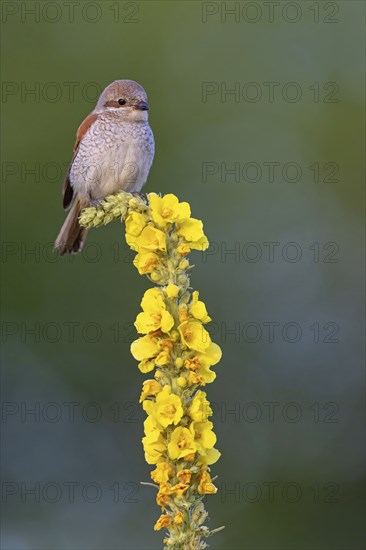 Red-backed shrike, red-backed shrike, thorn-backed shrike, family of shrikes, (Lanius collurio),