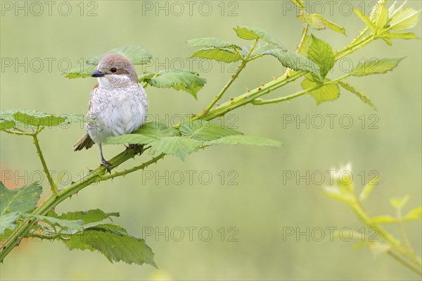 Red-backed shrike, red-backed shrike, thorn-backed shrike, family of shrikes, (Lanius collurio),