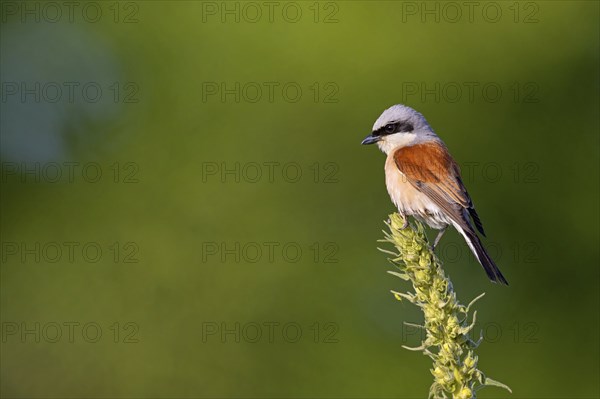 Red-backed shrike, red-backed shrike, thorn-backed shrike, family of shrikes, (Lanius collurio),