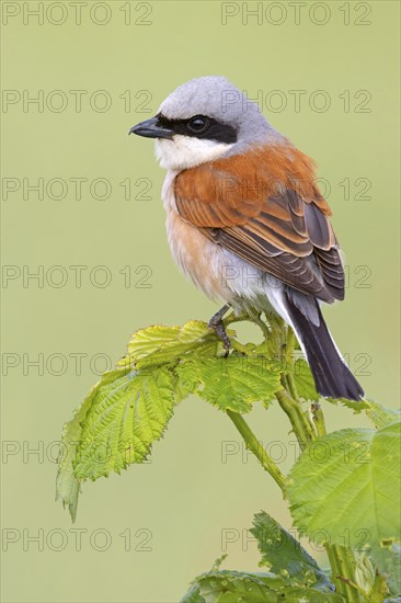 Red-backed shrike, red-backed shrike, thorn-backed shrike, family of shrikes, (Lanius collurio),