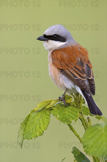 Red-backed shrike, red-backed shrike, thorn-backed shrike, family of shrikes, (Lanius collurio),