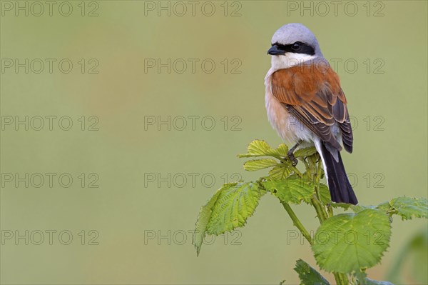 Red-backed shrike, red-backed shrike, thorn-backed shrike, family of shrikes, (Lanius collurio),