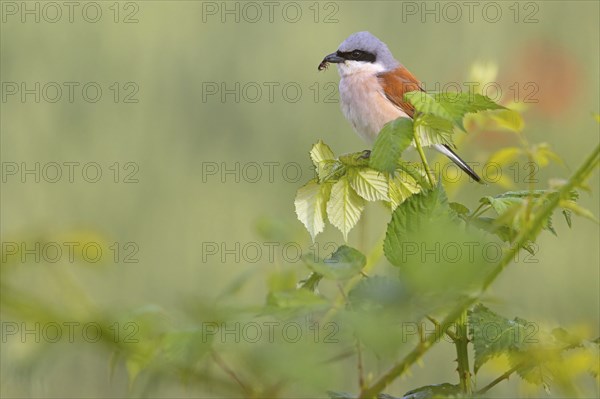 Red-backed shrike, red-backed shrike, thorn-backed shrike, family of shrikes, (Lanius collurio),